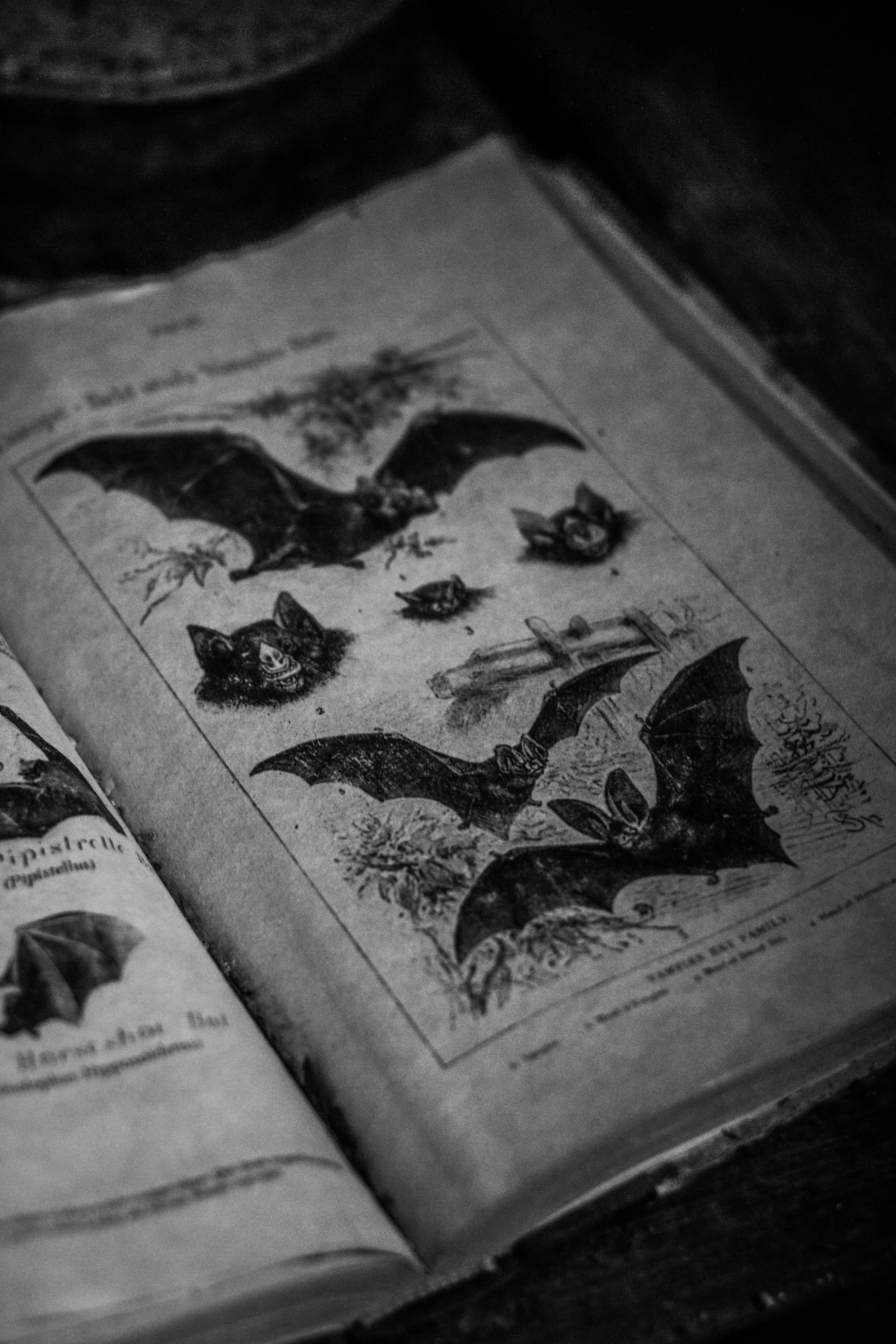 Créatures & Bestiaires